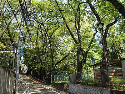 カルガモ坂1.JPG
