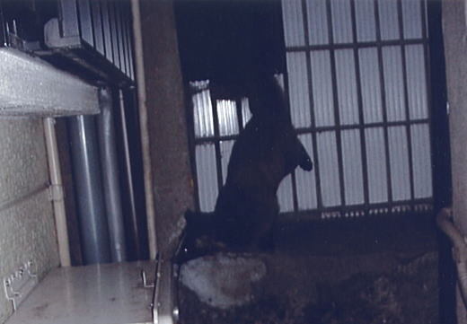 ハクビシン1.jpg