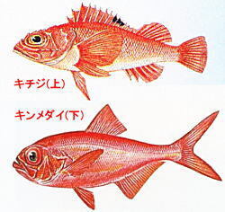 両魚比較.jpg