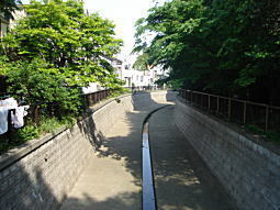 中野妙正寺川1.JPG