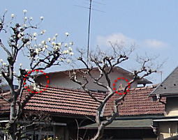 井手邸1_2006.JPG