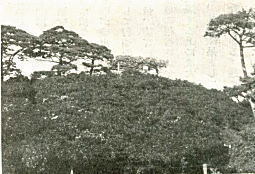 玉円峰(箱根山)1933.jpg