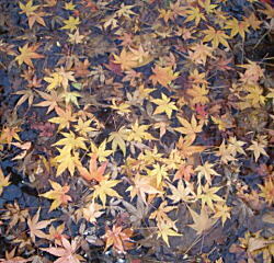 紅葉1.jpg
