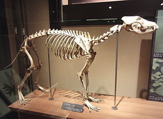 ニホンオオカミ骨格標本(国立科博).jpg
