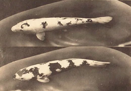相馬邸(養魚場)2.jpg