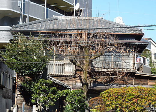 落合柿3.JPG